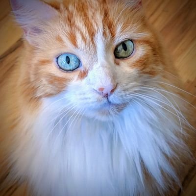 PollJodi's profile picture. 