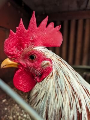 Criadero de gallos el Centeno