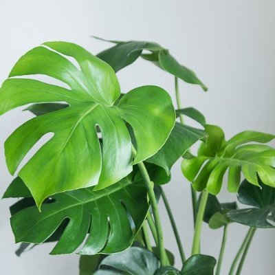 NickyMNYC's profile picture. 