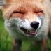 The Fox (@rabidtastic) Twitter profile photo The Fox (@rabidtastic) Twitter profile photo