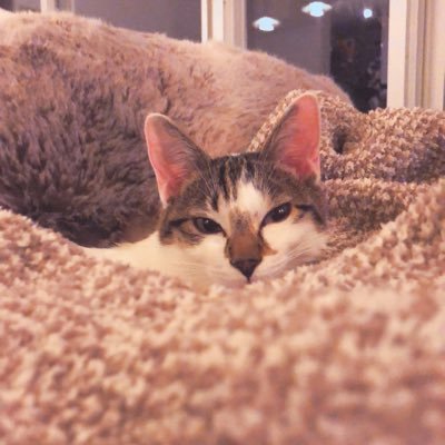 KhB9ZRoAXHxHkY3's profile picture. ブログ初心者のアカウント。一人暮らし始める大学生や新社会人向けのブログを運営しています。楽しみながらのブログ作成！※申し訳ありませんが、DMは基本返信しません。  #一人暮らし　#一人暮らしをとことん楽しむ