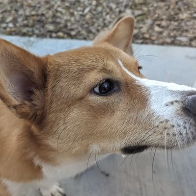 Ra_leon_01's profile picture. :)