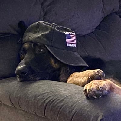 Gemstone481's profile picture. Back, now that the adults are in charge. #FJB #independent