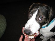 mydogcanbeatUup's profile picture. He may not look threatening but Hugo can look mean on the leash.  The music I am going to tweet is going to match his moods. -TheAppleCore