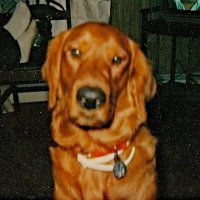 kevin gillin (@keving9960) 's Twitter Profile Photo