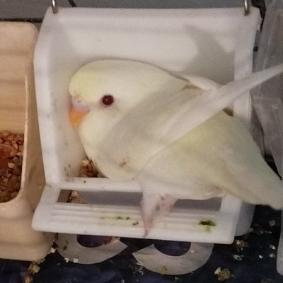 elcayon1974's profile picture. 