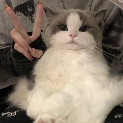 sengnyakm's profile picture. alter acc