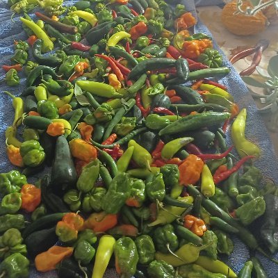Grow the hottest chilies in the world Pepper X down