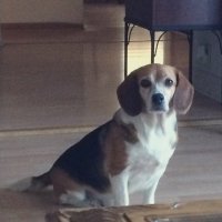 Linda (@honestalways2) Twitter profile photo