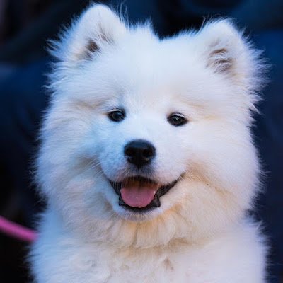 LKPhong007's profile picture. 