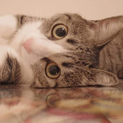 munex556's profile picture. やす子オリンピック2024
金メダリスト