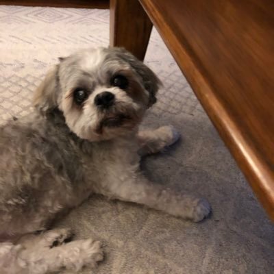 AutoEnerge's profile picture. Public schools are toxic! Charlie Kirk forever!  Need fed law against sharia courts! TRUMP!