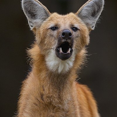 Maned wolf. Furry. 🦊

Discord: @cacatua_guara