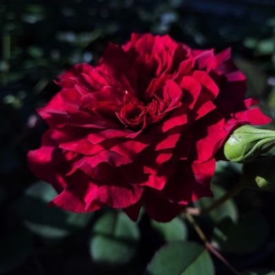 damoon19146196's profile picture. please don't follow, I am here just to observe