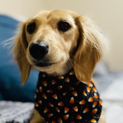 GregC62966809's profile picture. I joined, I left….now with Musk I have returned. I’m a cranky old person with no social skills. I don’t DM - I delete and block.  Follow ⚠️