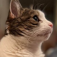 pfabkitty (@pfabkitty) 's Twitter Profile
