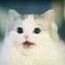 The Cat Who Says the Word (@slurcat) Twitter profile photo