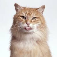 catsopas's profile picture. 
