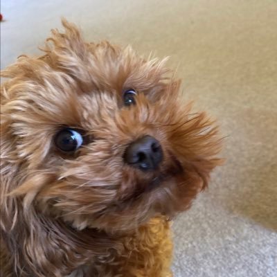 MikeyCryptoUK's profile picture. 