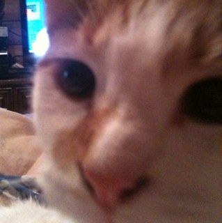 ChuckyKat's profile picture. I got nuttin, my bad