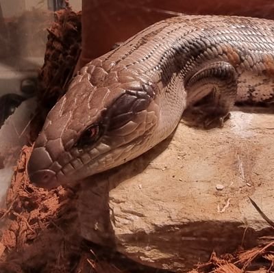 The Lizard King 💀🐀さんのプロフィール画像