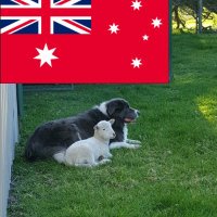 Cobber (@cobberhall) 's Twitter Profile