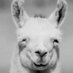 Jason Staples (@supersmugllama) Twitter profile photo