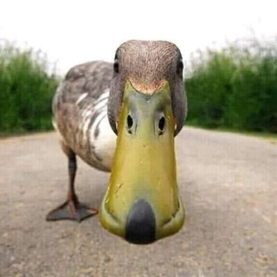 duckykryptian's profile picture. Trader bán chuyên =)))