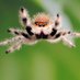 jumping spiders fan!!! (@superspiderfan) Twitter profile photo