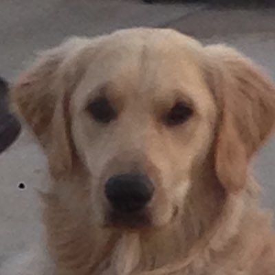 I’m your dog! Gimmee sumthin to bark at! I only follow pawlitics, not the other kind! follow me for chew toy advice.