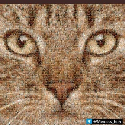 counting_chart's profile picture. Sesmo,