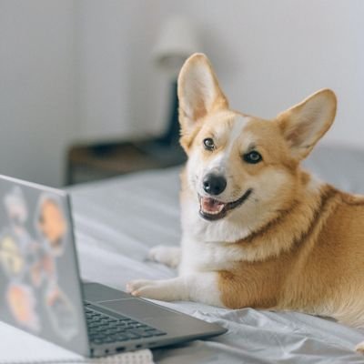 corgis_society Profile Picture