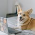 Corgis_society (@corgis_society) Twitter profile photo Corgis_society (@corgis_society) Twitter profile photo