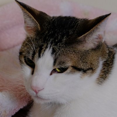 MS_Windows's profile picture.