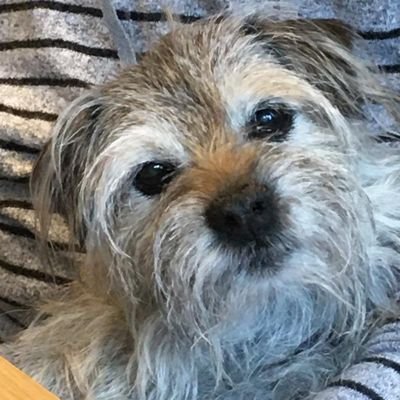 https://t.co/r9UOan8Hew dogs(RIP Belle&Pepper)&Think too much.AVFC. Grandma to 5.I knit,I bake.Hate injustice/Loathe Tories.Antifa.@Wolri@mstdn.social