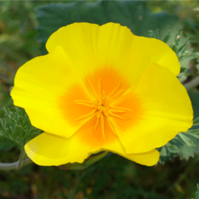 Restoring California, One Garden at a Time Promoting the riches of   California flora with seeds, plants, books, tools & information, from the town of Bolinas