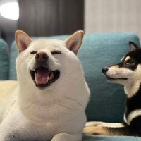 @柴犬 健心と美穏と皇晴そして頼虎 (@kenshinxmion) 's Twitter Profile Photo @柴犬 健心と美穏と皇晴そして頼虎 (@kenshinxmion) 's Twitter Profile Photo