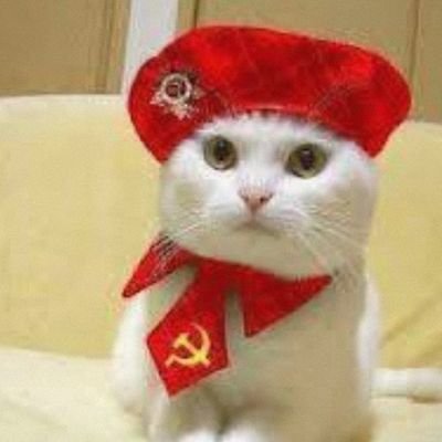 Gatitosycomuni1's profile picture. @gatitosycomunismo