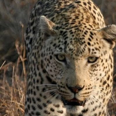 HarshadMehta199's profile picture. Proud Hindu