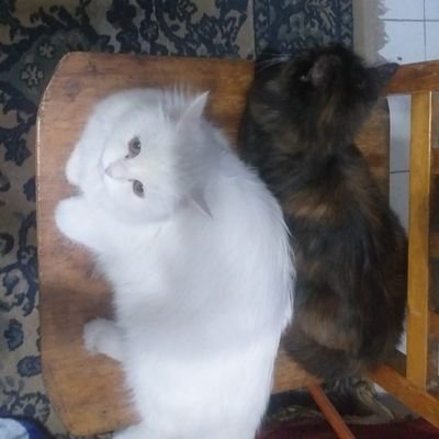 21
I have 3 cats now! the kitties in my pfp are Estelle(white) and Mochi(black)
I don't tolerate any kind of hate so if you do, kindly fuck off💕