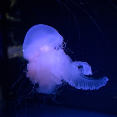 風景/植物/生き物etcを撮るのが好きです✿*:･ﾟ旅行も🙆‍♀写真好きな方と仲良くなれたら嬉しいです。フォロー大歓迎◎写真垢さんフォロバ100%(*ˊᵕˋ*)♡無言フォロー失礼します。DMお返ししてません┏○))