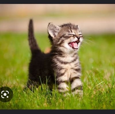 Srishtikush16's profile picture. Everyone you meet is fighting a battle you know nothing about. Be Kind. Always!
Animal Lover, Rescuer and Feeder. 
#adoptdontshop #voiceforthevoiceless