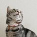 べ〜た@TONEX買う (@beta_lazycat) Twitter profile photo べ〜た@TONEX買う (@beta_lazycat) Twitter profile photo