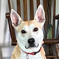 Dyanne Gordon Green, Author (@thirdpewback) 's Twitter Profile
