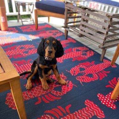 jcowanliberty's profile picture. 