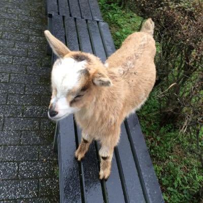 ひばり🐐さんのプロフィール画像