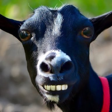 Mamaseesu's profile picture. I’m opinionated!