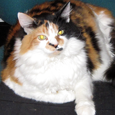 rohvannyn's profile picture. Artist, writer, 9-5 working type. Cooks for fun. Happily married.  Loves cats, Japan and deserts.  Apolitical.  Allergic to drama!