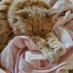 Laurel J & friends 🐈💕🐈⬛💕 🇺🇲💙💛🌻 (@laurelj_) Twitter profile photo Laurel J & friends 🐈💕🐈⬛💕 🇺🇲💙💛🌻 (@laurelj_) Twitter profile photo