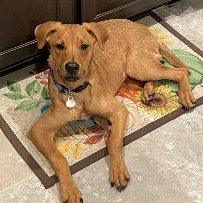 TXdoglover's profile picture. 